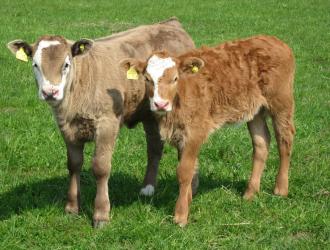 Two calves